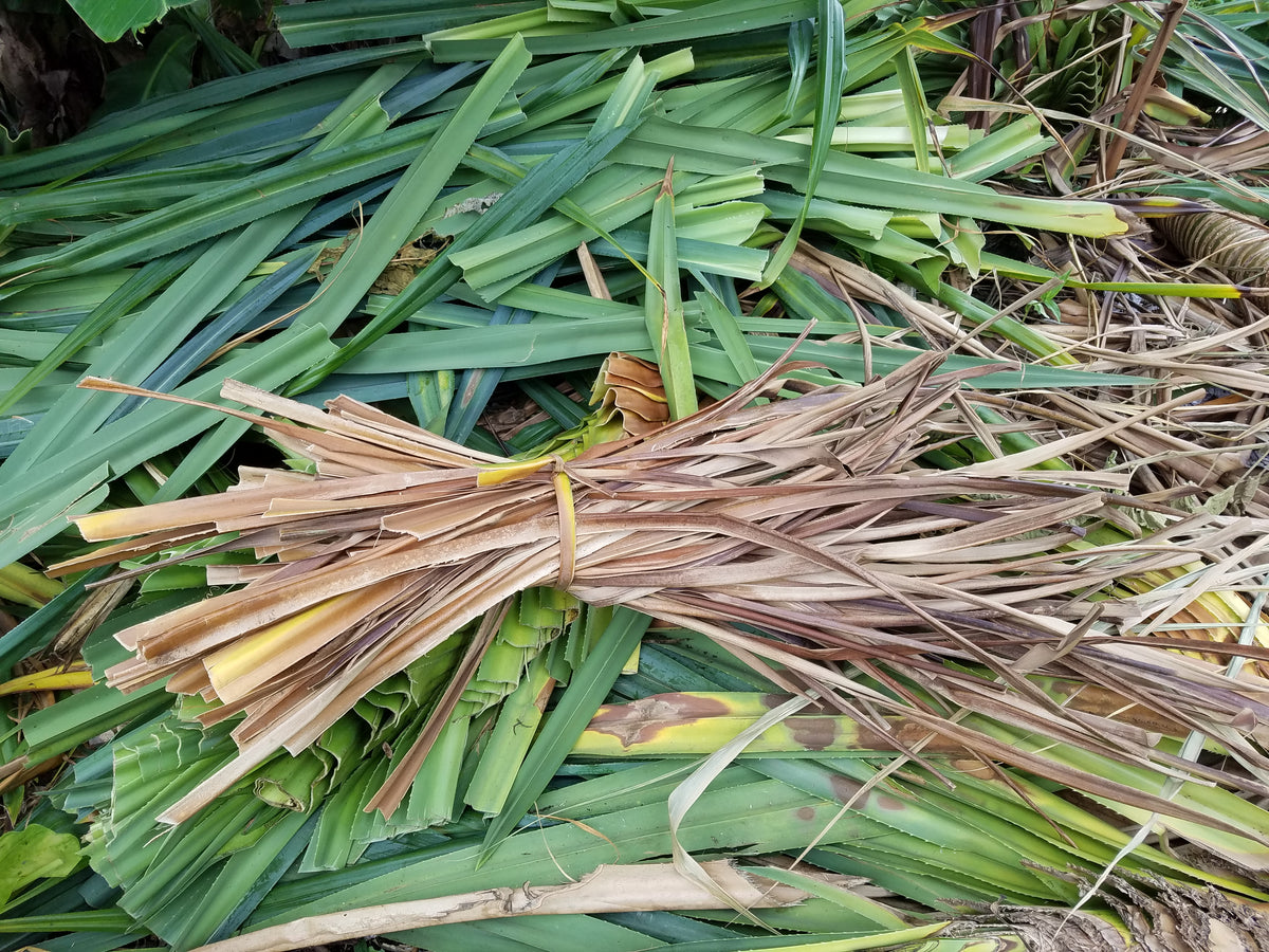 Salvaging Lauhala – lauhalahats.com
